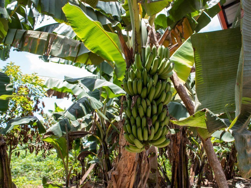 1 Woche Mietwagen Rundreise Dominikanische Republik